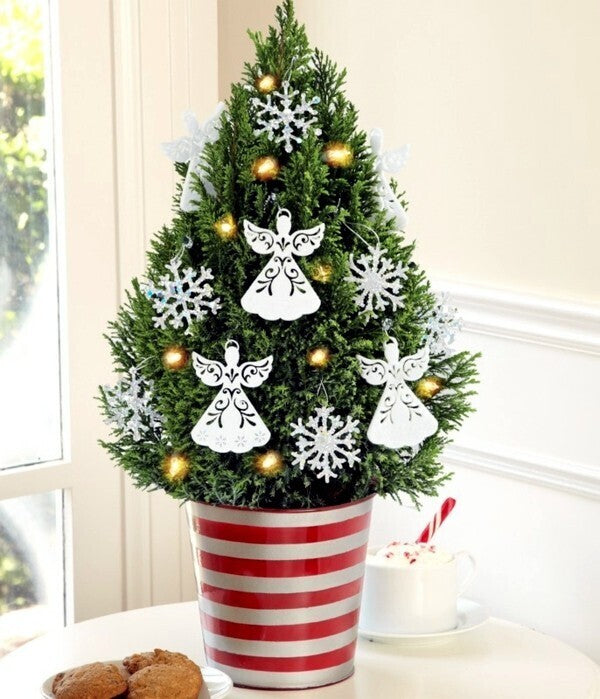 Seeds Arkeria Medium Size Christmas Tree
